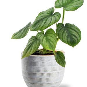 Philodendron Mamei - Ø12cm - ↕25cm + Beau Pot D14x13cm - Wit