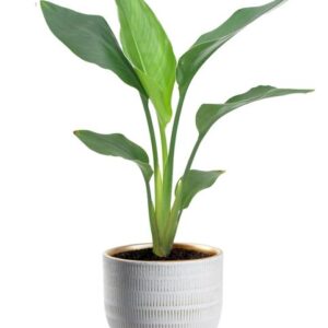Strelitzia Reginea - Ø12cm - ↕40cm + Beau Pot D14x13cm - Wit