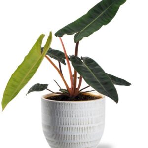 Philodendron Billietiae - Ø12cm - ↕25cm + Beau Pot D14x13cm - Wit