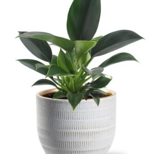 Philodendron Green Princess - Ø12cm - ↕25cm + Beau Pot D14x13cm - Wit