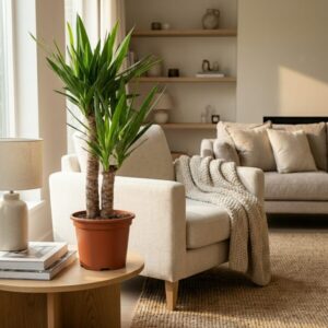 Green boutiQ - Kamerplant - Yucca (Palmlelie) - Yucca Elephantipes - Groen - Weinig onderhoud - 1 Plant - Pot 21cm - Hoogte 80 - 90cm