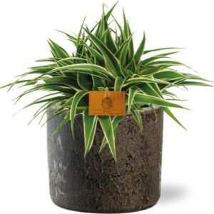 Chlorophytum Ocean - Ø15cm - ↕25cm + Maas Pot D16x14cm - Bruin