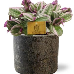 Tradescantia Nanouk - Ø15cm - ↕25cm + Maas Pot D16x14cm - Bruin