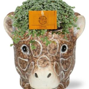 Pilea Glauca - Ø11cm - ↕15cm + Planter Giraf D11/14x11cm - Bruin