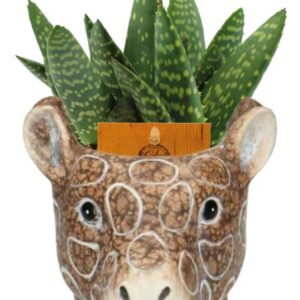 Aloe Paradisicum - Ø10,5cm ↕15cm + Planter Giraf D11/14x11cm - Bruin