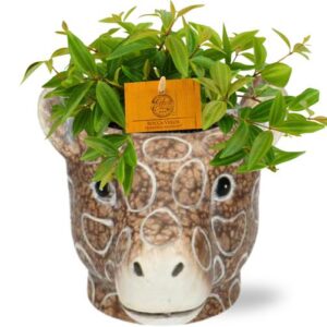 Peperomia Ang. Rocca Vivace - Ø11cm - ↕15cm + Planter Giraf D11/14x11cm - Bruin