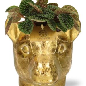 Peperomia Green Bubble - Ø10,5cm - ↕15cm + Planter Giraf D11/14x11cm - Goud