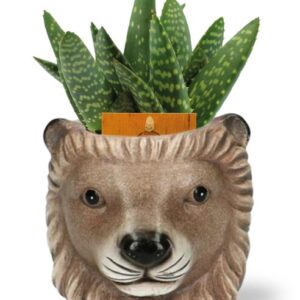 Aloe Paradisicum - Ø10,5cm - ↕15cm + Planter Leeuw D11/13x10cm - Bruin