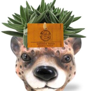 Crassula Tenelli - Ø11cm - ↕15cm + Planter Luipaard D12x9,5cm - Bruin