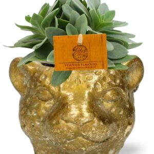 Senecio Cephalophorus - Ø10,5cm - ↕15cm + Planter Luipaard D12x9,5cm - Goud