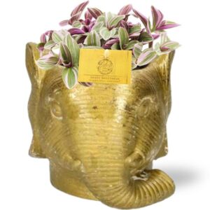Tradescantia Sweetness - Ø10,5cm - ↕10cm + Planter Olifant D11/12x10cm - Goud
