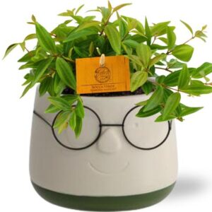 Peperomia Ang. Rocca Vivace - Ø11cm - ↕15cm + Pot Bril D12x9cm - Groen