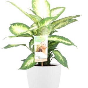 Dieffenbachia Camilla - Ø17cm - ↕45cm + Pot Brussels D18x17cm - Wit
