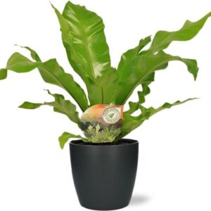 Asplenium Nidus - Ø17cm - ↕60cm + Pot Brussels D18x17cm - Antraciet