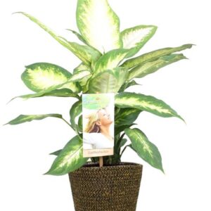 Dieffenbachia Camilla - Ø17cm - ↕45cm + Selin Pot D18x16cm - Zwart