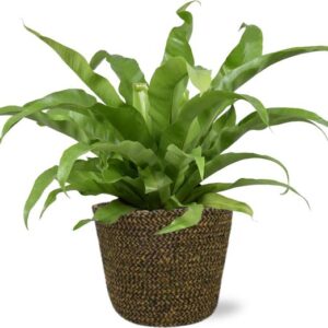 Asplenium Antiquum - Ø17cm - ↕45cm + Selin Pot D18x16cm - Zwart