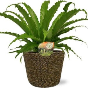 Asplenium Osaka - Ø17cm - ↕40cm + Selin Pot D18x16cm - Zwart