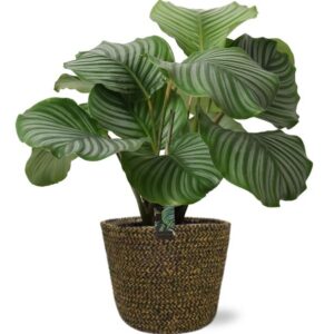 Calathea Orbifolia - Ø21cm - ↕50cm + Selin Pot D22x19cm - Zwart