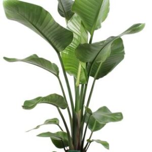 Strelitzia Nicolai - Ø21cm - ↕100cm + Selin Pot D22x19cm - Zwart