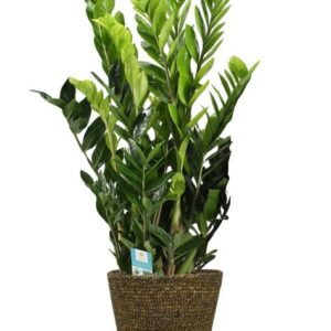 Zamioculcas Zamiifolia - Ø21cm - ↕95cm + Selin Pot D22x19cm - Zwart