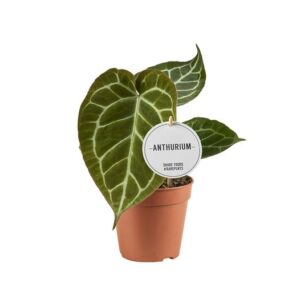 Anthurium Crystallinum - Ø12cm - ↕20cm