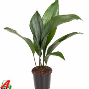 Aspidistra Elatior P13 - Ø13cm - ↕50cm