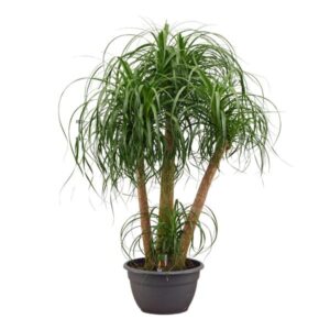 Beaucarnea multi stam - 130cm