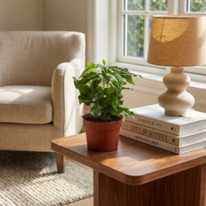 Green boutiQ - Kamerplant - Koffieplant - Coffea Arabica - Wit - Weinig onderhoud - 1 Plant - Pot 12cm - Hoogte 15 - 20cm