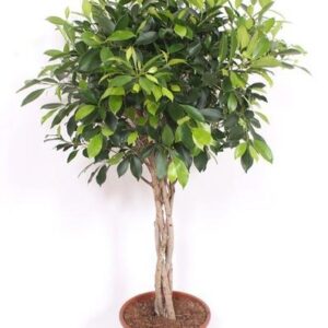 Ficus Nitida gevlochten stam - 100 cm