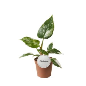 Philodendron White Princess - Ø12cm - ↕30cm