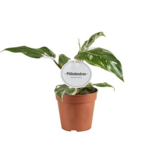 Philodendron White Princess B Grade - Ø12cm - ↕30cm