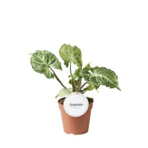Syngonium Batik - Ø12cm - ↕20cm