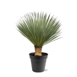 Yucca Rostrata - 100 - 120 cm - Ø40