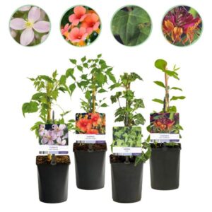 Green boutiQ - Klimplanten Rainbow - Clematis montana Rubens Hedera helix lonicera Goldflame Campsis madame Galen - Jaarrond kleur - 4 planten - Pot 11cm Hoogte 40cm