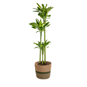 Dracaena Fragrans Golden Coast met mand Ø24cm - ↕130 - 150cm