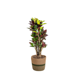 Codiaeum 'Croton' Iceton met mand Ø21cm - ↕60 - 80cm