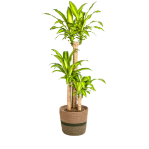 Dracaena Fragrans Massangeana met mand Ø24cm - ↕130 - 150cm