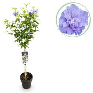 Green boutiQ - Tuinplant - Hibiscus syriacus Blue Chiffon® - Plant op stam - Terras Plant - Bladverliezend - Weinig Onderhoud - Pot 19cm Hoogte 90cm
