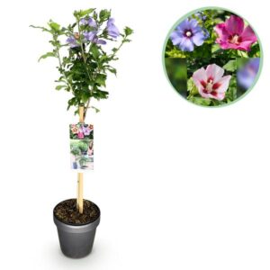 Green boutiQ - Plant op Stam - Hibiscus syriacus Tricolour - Terras Plant - Bladverliezend - Winterhard - Witte, Roze, Paarse Bloem - Pot 19cm Hoogte 90cm