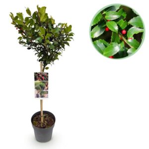 Green boutiQ - Plant op Stam - Ilex meserveae Blue Maid - Terras Plant - Bladhoudend - Winterhard - Rode Bes - Pot 19cm Hoogte 90cm
