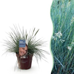 Green boutiQ - Siergrassen - Festuca glauca Intense Blue - Blauw - 1 Plant - Groenblijvend - Winterhard - Pot 17cm Hoogte 50cm