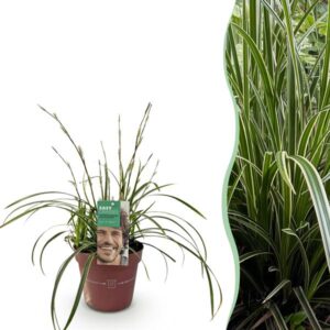 Green boutiQ - Siergrassen - Carex morrowii Ice Dance - Wit & Groen - 1 Planten - Groenblijvend - Winterhard - Pot 17cm Hoogte 50cm