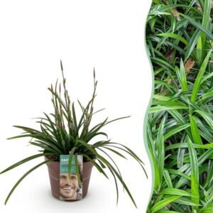 Green boutiQ - Siergrassen - Carex morrowii Irish Green - Groen & Geel - 1 Plant - Groenblijvend - Winterhard - Pot 17cm Hoogte 50cm