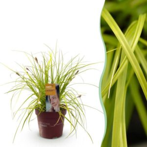 Green boutiQ - Siergrassen - Carex oshimensis Everillo - Geel - 1 Planten - Groenblijvend - Winterhard - Pot 17cm Hoogte 50cm