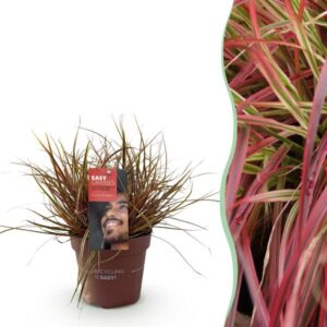 Green boutiQ - Siergrassen - Uncinia rubra Everflame - Rood - 1 Plant - Groenblijvend - Winterhard - Pot 17cm Hoogte 50cm