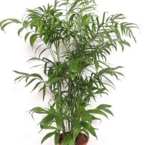 Chamaedorea Seifrizii - 180 cm