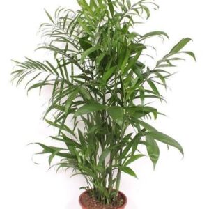 Chamaedorea Seifrizii - 140cm