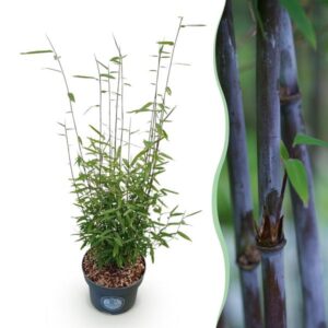 Green boutiQ - Grassen - Fargesia nitida Black Dragon - Niet Woekerende Bamboe - Bladhoudend - Groen - 1 Plant - Pot 23 cm - Hoogte 80 cm