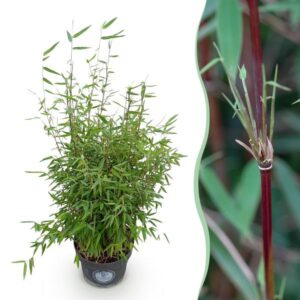 Green boutiQ - Grassen - Fargesia nitida Red Dragon - Niet Woekerende Bamboe - Bladhoudend - Groen - 1 Plant - Pot 23 cm - Hoogte 80 cm