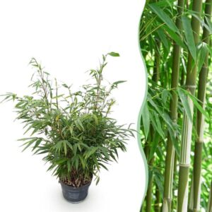 Green boutiQ - Grassen - Fargesia robusta Pingwu - Niet Woekerende Bamboe - Bladhoudend - Groen - 1 Plant - Pot 23 cm - Hoogte 80 cm